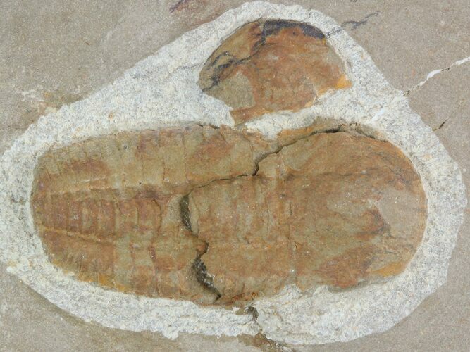 Bargain, Hamatolenus Trilobite (Molt) - Tinjdad, Morocco #47349